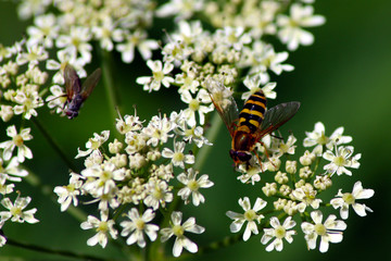 Große Schwebfliege