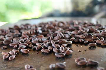 Mayan Chocolate Beans