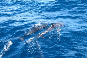 dolphins in water