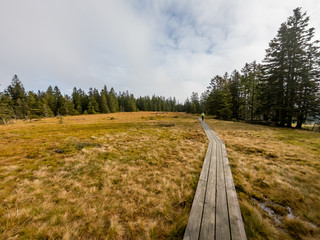 Wooden boardwalk crossing marshes surrounded with pine trees.