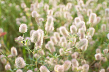 Field flowers dream grass