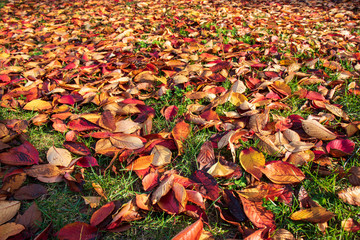 Autumn fallen leaves background.