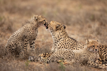 Grooming cheetahs