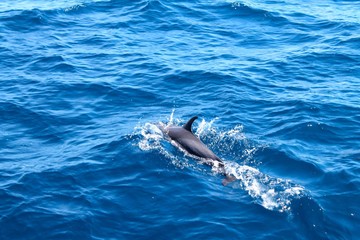 dolphin in water