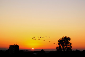 Pássaros no fim de tarde