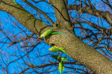 Parrot on branch