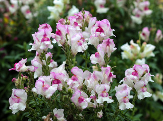 Fototapeta premium beautiful flowers in nature in the botanical garden