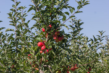 Apfelplantage im Kaiserstuhl