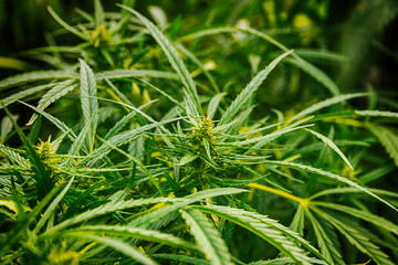Hemp leaves close-up, legalization of marijuana and cannabis.