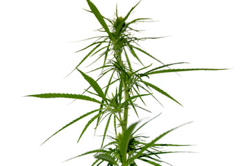 Fototapeta premium Marijuana plant on white background, cannabis legalization.