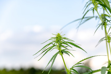 Closeup of hemp leaves (Cannabis sative) on a cloudy day in summer.