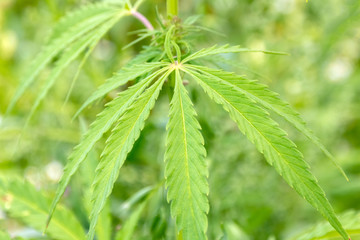 Hemp leaves close-up, legalization of marijuana and cannabis.
