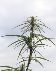 The plant marijuana on the background of the cloudy sky, cannabis legalization.