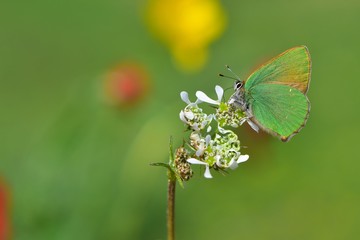 Callophrys rubi  519