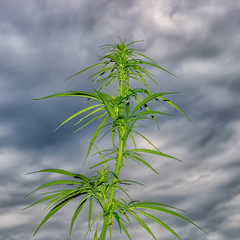 The plant marijuana on the background of the cloudy sky, cannabis legalization.