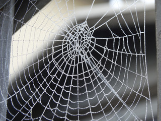 Spinnennetz am frühen Morgen fotografiert