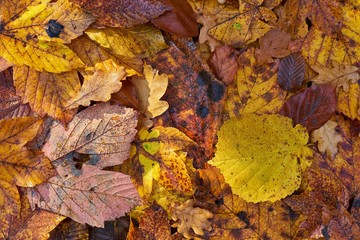 Herbstlaub am Waldboden