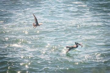 Obraz premium Brown Pelican eating a fish - Vina del Mar, Chile