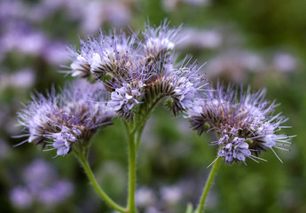 beautiful flowers in nature in the botanical garden