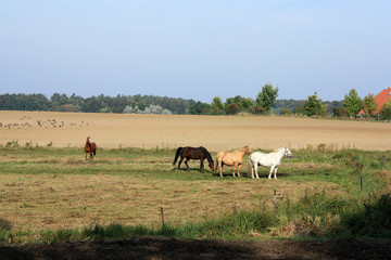 Pferdeweide bei Malchow