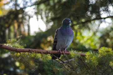 Very beautiful pigeon sitting on a branch