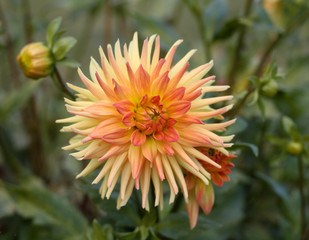 beautiful flowers in nature in the botanical garden
