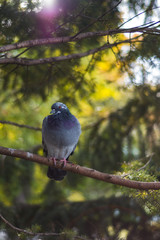 Very beautiful pigeon sitting on a branch