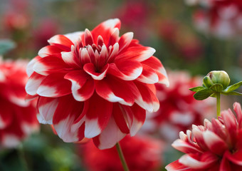 beautiful flowers in nature in the botanical garden