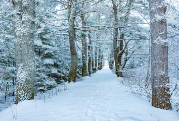 Snow path -2