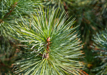 Fir Branch With Pine Cone - Christmas Holidays Background