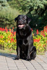 black labrador retriever     