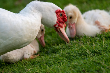 Duck mother with its babies while eating from grass  at aspire zone park Doha - Qatar