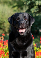 black labrador retriever     