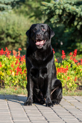 black labrador retriever     