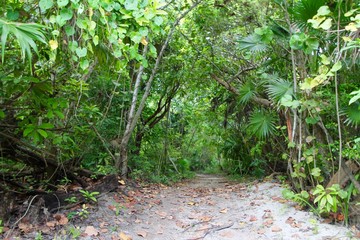Jungle Path