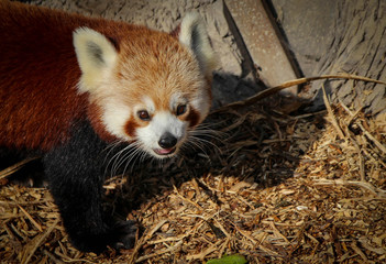Red panda