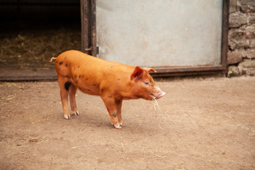 A cute piglet in a farm yard