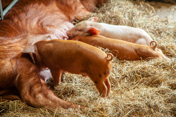 A cute piglet in a farm yard