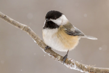 Fototapeta premium A black capped chickadee perched on a branch