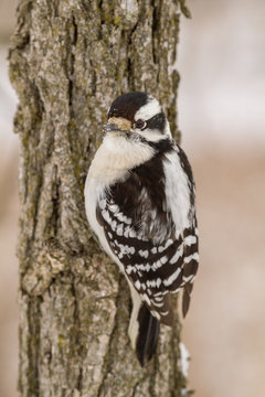 A downy woodpecker on a small tree
