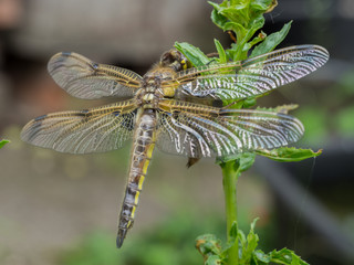 Dragonfly newly hatched