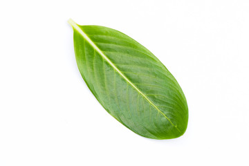 Green leaf isolated on white background, Single Catharanthus roseus leaf