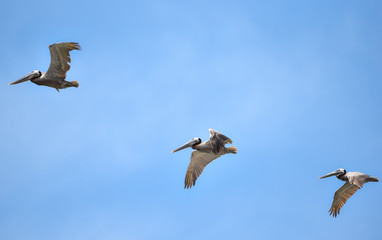 Brown Pelican (Pelecanus occidentalis) flying overhead in bright sky along coastal waters in Panama.