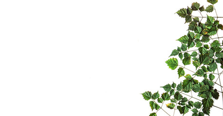 Obraz premium Side border of fresh green leaves isolated on white background with space for text