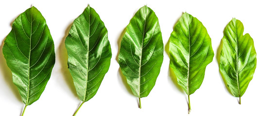 Fresh green leaves in different sizes isolated on white background