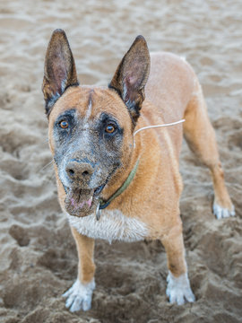 retrato de perro pastor aleman y boxer con el morro lleno de arena tras jugar en la playa