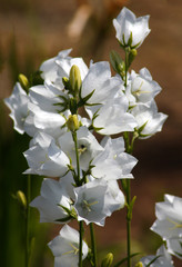 beautiful flowers in nature in the botanical garden