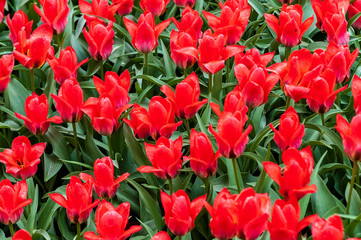 Background of bright red tulips with vivid green leaves - 233927708