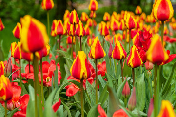 Background of bright red and yellow tulips with vivid green leaves on a spring meadow - 233927713