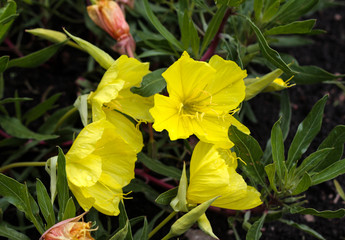 beautiful flowers in nature in the botanical garden